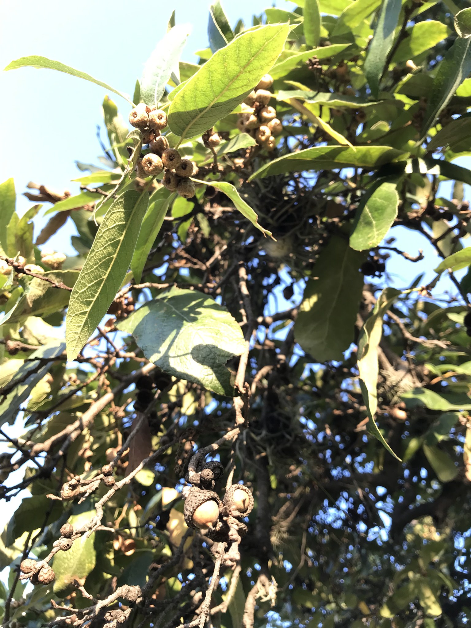 Quercus castanea